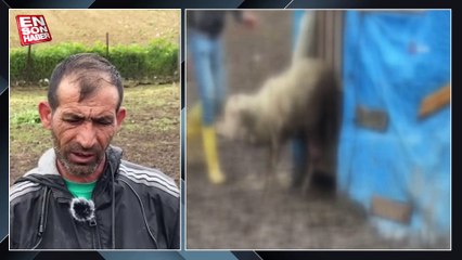 Arnavutköy’de sokak köpekleri hayvancıların korkulu rüyası haline geldi