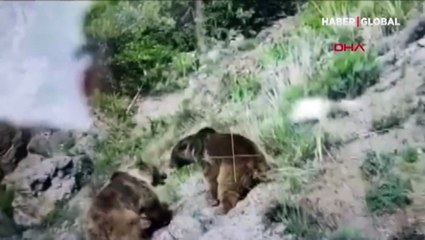 Bozayı, önce dişi ayıyı, sonra da yavrusunu öldürdü!