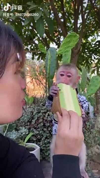 Little Monkey Eating Cake | Hungary Monkey | Animals Funny Moments | Cute Pets | Funny Animals #pet