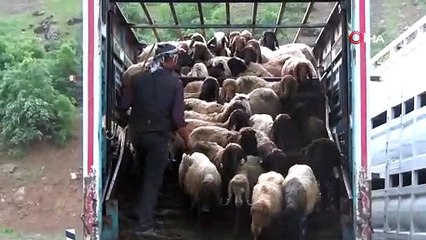 Şırnak yaylalarına göçer akını başladı