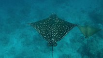 'Beauty & Elegance' - Awe-striking underwater glimpses of Manta and Eagle Rays