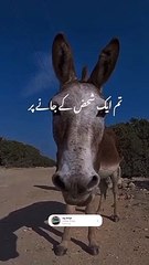 Humarah koi ni/ہمارا کوئی نہیں/funny video humrah koi na