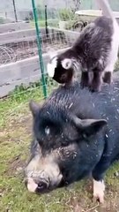 Patient Pig 'Panda' joue avec des chèvres pour bébé