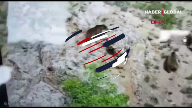 Bozayı, önce dişi ayıyı, sonra da yavrusunu öldürdü!