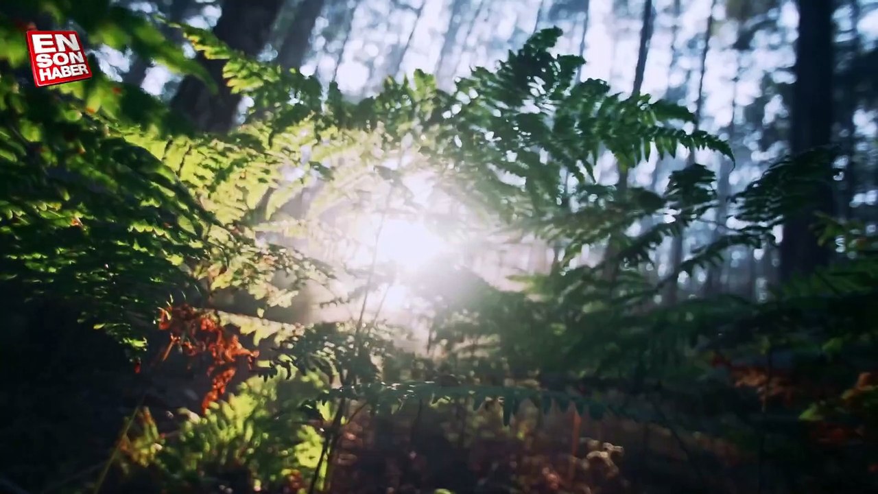 Türk Hava Yolları, 90'ncı yıl dönümüne özel tanıtım hazırladı