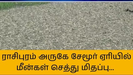 ராசிபுரம் அருகே பெரிய ஏரியில் செத்து மிதந்த மீன்கள்!