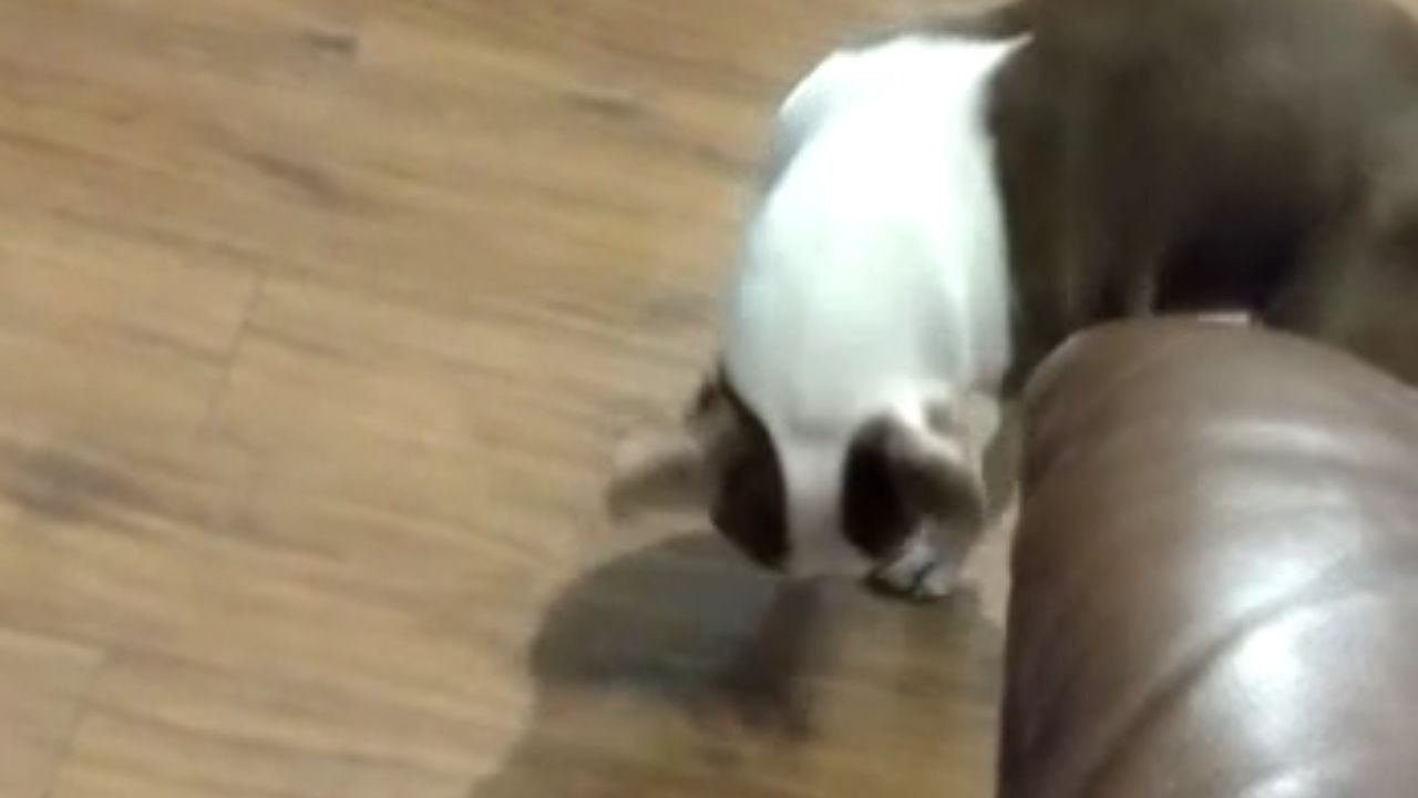 Curious dog is amazed to see its own shadow for the first time