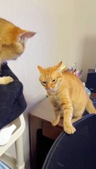 Funny Cats | Cats Vedios