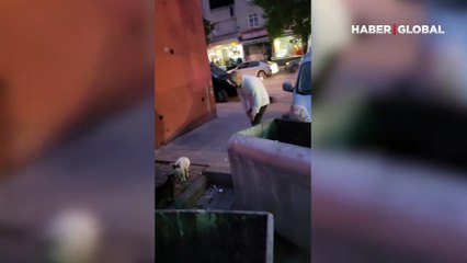 Kavgacı kedi 'Kirli'nin yeni görüntüleri sosyal medyada gündem oldu: Bu kediyle başımız dertte