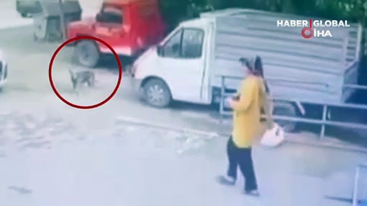 Marketten alışveriş yapan vatandaş şaşkına döndü... Köpeğin tavuk hırsızlığı kamerada