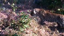 OMG! Giant Python Hunt Leopard Cubs When Mother Leopard Hunting Impala, Crocodile Vs Buffalo