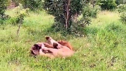 Poor Hyena! Hyena Cannot Stand Alone Against The Hungry Lions.