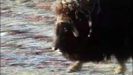 Terrible combat entre deux boeufs musqués