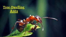 The incredible Tree-Dwelling Ants II Tree-Dwelling Ants