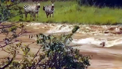 Very Good! The Consecutive Kicks That Wild Horse Gives Lion.