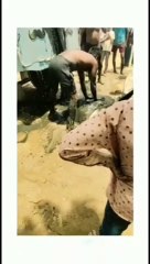 tortoise: 125 साल का दुर्लभ प्रजाति का 150 किलो वजनी कछुआ मिला