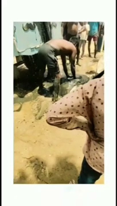 tortoise: 125 साल का दुर्लभ प्रजाति का 150 किलो...