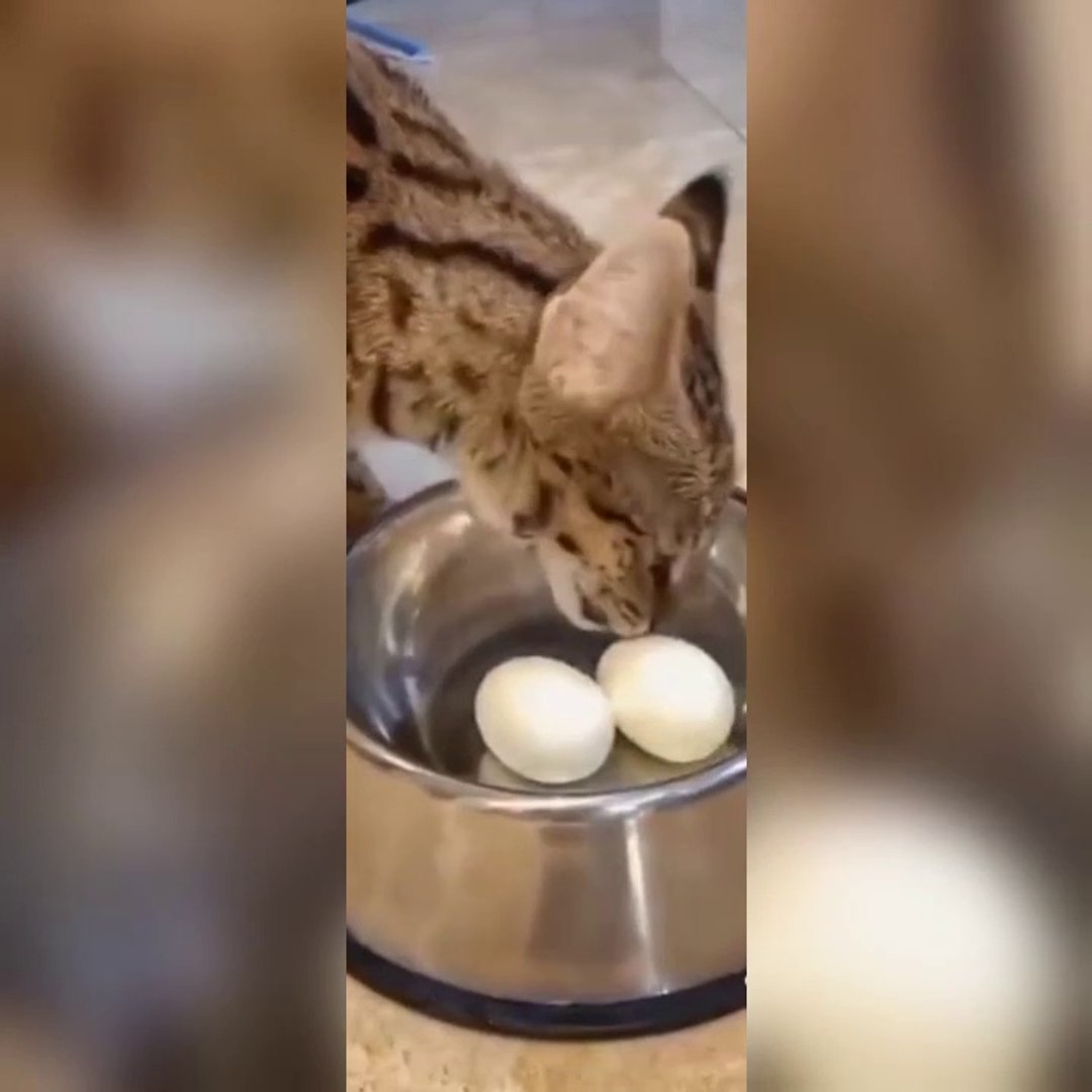 ⁣Funny pets clips