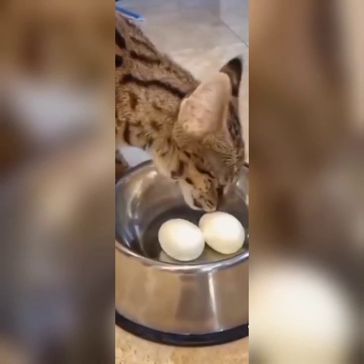 Funny pets clips