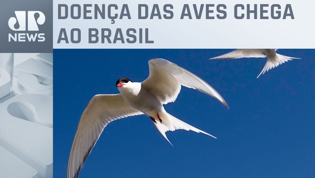 Exportações e abastecimento interno de aves não serão afetados pela gripe aviária