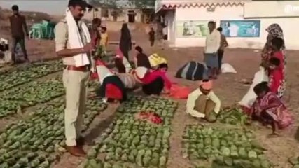 सीधी: तेंदूपत्ता संग्रहण के कार्य में आई तेजी, ग्रामीणों को मिली राहत