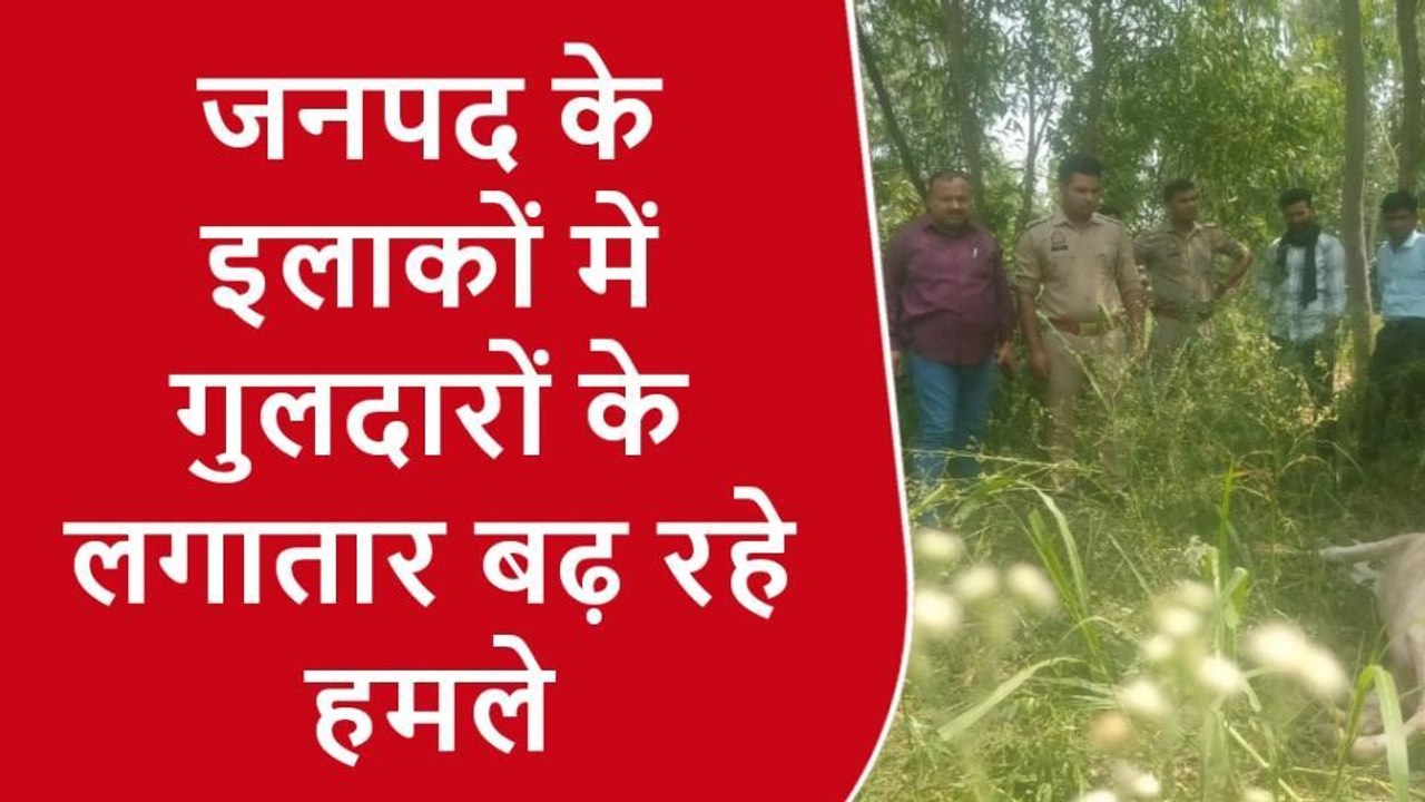 बिजनौर: गुलदार ने बछिया को बनाया निवाला, ग्रामीणों में दहशत