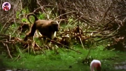 15 besonders wilde Jagden an der Küste