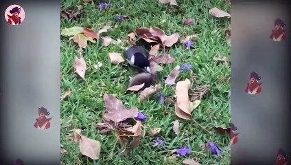 15 Blutrünstige Momente, Wenn Vögel Ihre Beute Jagen