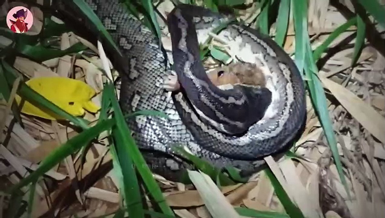 15 drastische und harte Momente, in denen Tiere zerrissen werden, auf Kamera festgehalten