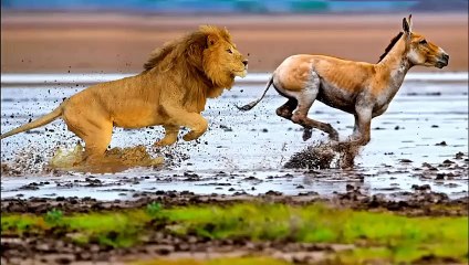 مدهش..أقترب هذا الحمار من الاسد البري ولكن ما حدث لم يكن متوقعا!!شئ لا يصدق عالم الحيوان