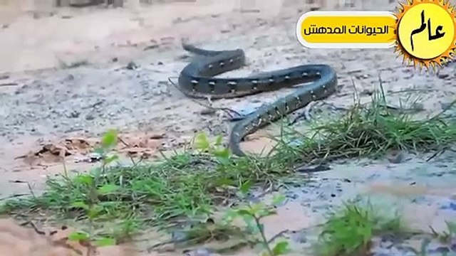 مدهش..أقتربت الأسود من الافعي ولكن ما حدث لم يكن متوقعا!!شئ لا يصدق عالم الحيوان