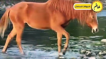 مدهش..الحصان المتوحش قرر أَخيراً القضاء على التمساح فكانت قوته كالصاعقة ! عالم الحيوان