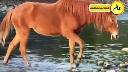 مدهش..الحصان المتوحش قرر أَخيراً القضاء على التمساح فكانت قوته كالصاعقة ! عالم الحيوان