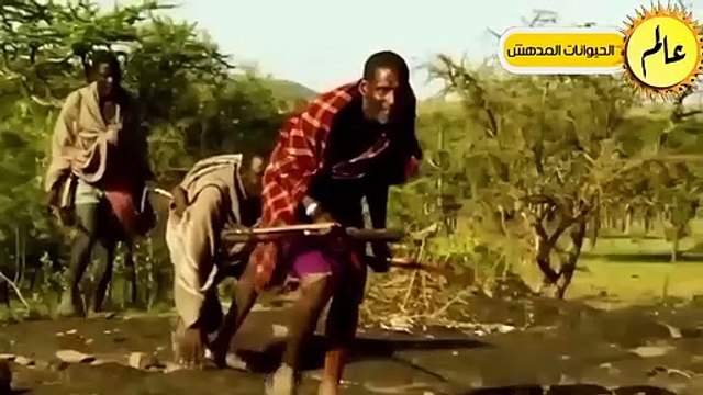 مدهش..هذا ما يحدث عندما تتوحش الاسود وتقترب من أراصي الماساي!!شئ لا يصدق عالم الحيوان