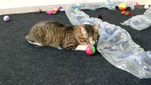 Cat Is Surrounded by Toys