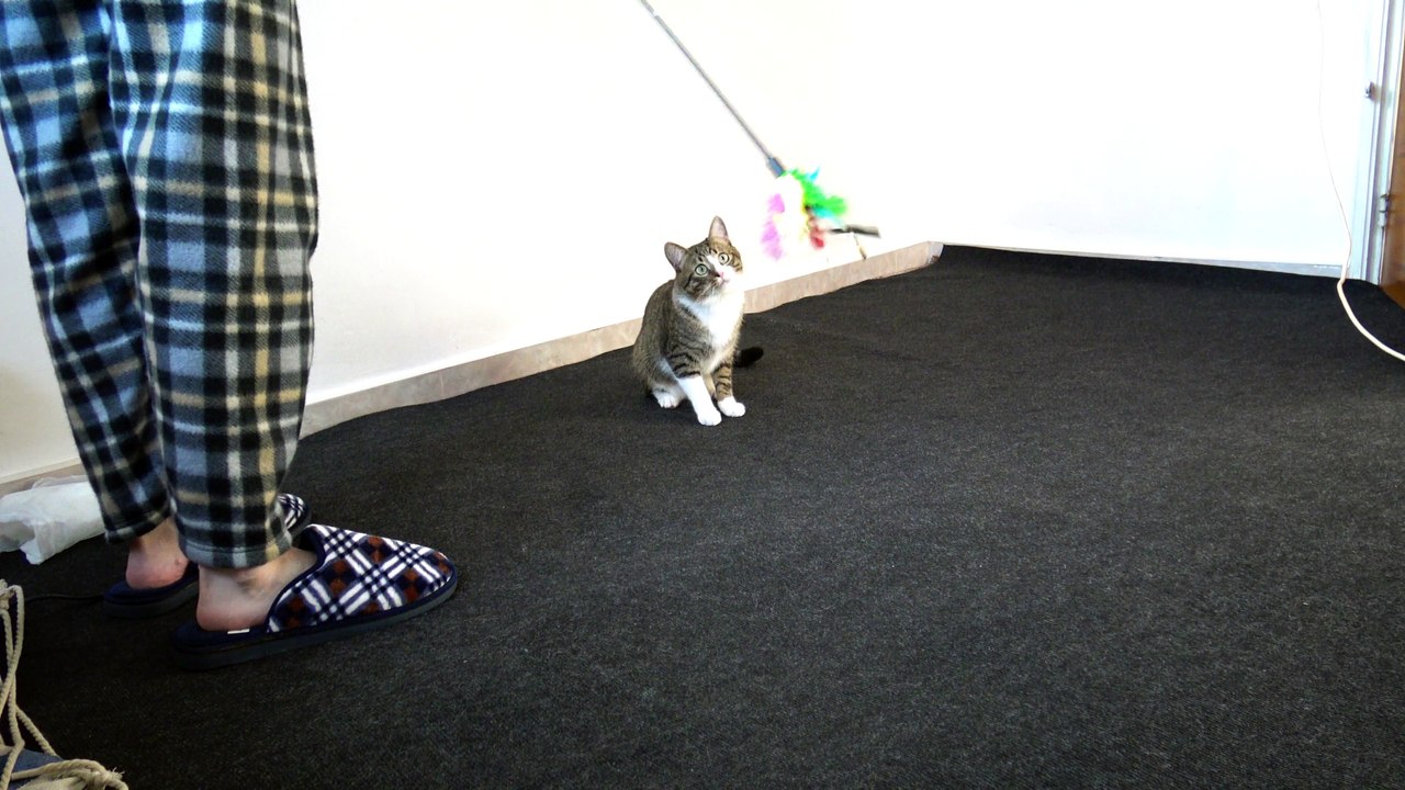 This Cat Loves Jumping