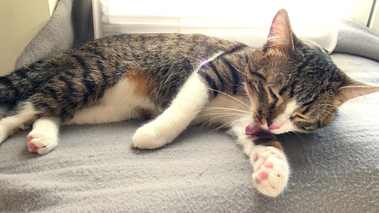 The Washing Cat