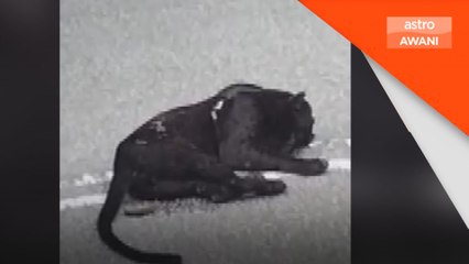 Harimau kumbang mati dilanggar MPV