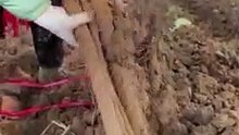 VID_1684526944559