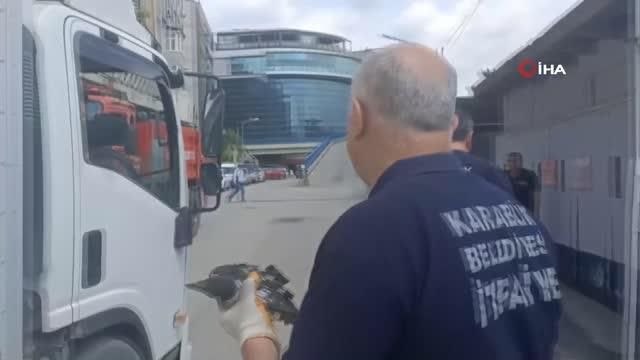 Yuvadan düşen karga yavrusu itfaiye ekipleri tarafından yuvasına konuldu