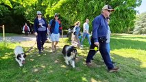 WATCH: Goodwoof at Goodwood! See the early summer dog event rivalling Crufts