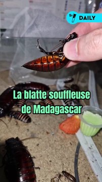 Connais-tu la plus grande blatte du monde ? Elle possède une faculté impressionnante qui est de souffler et produire un son pour effrayer ses prédateurs !