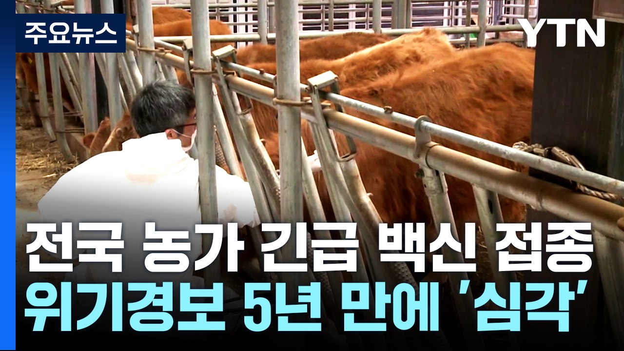 전국에 구제역 긴급 백신접종...5년 만에 '심각' 단계 / YTN