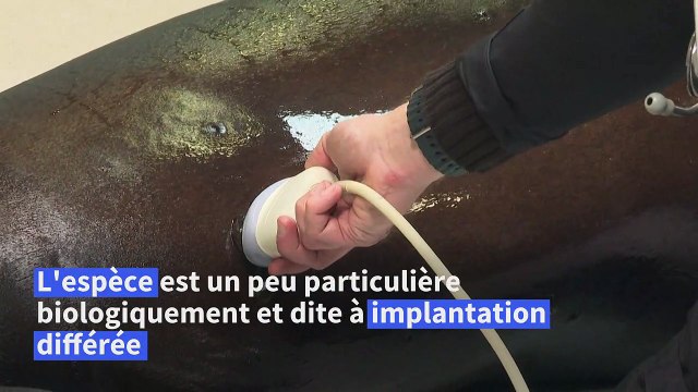 Au zoo de Vincennes, Nora l'otarie passe sa troisième échographie