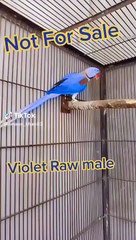 Raw parrots