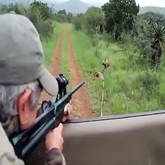 Il utilisant un cerf pour attirer un chien sauvage le lycaon