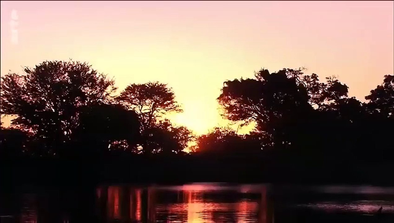 les animaux dafrique documentaire animalier 2021