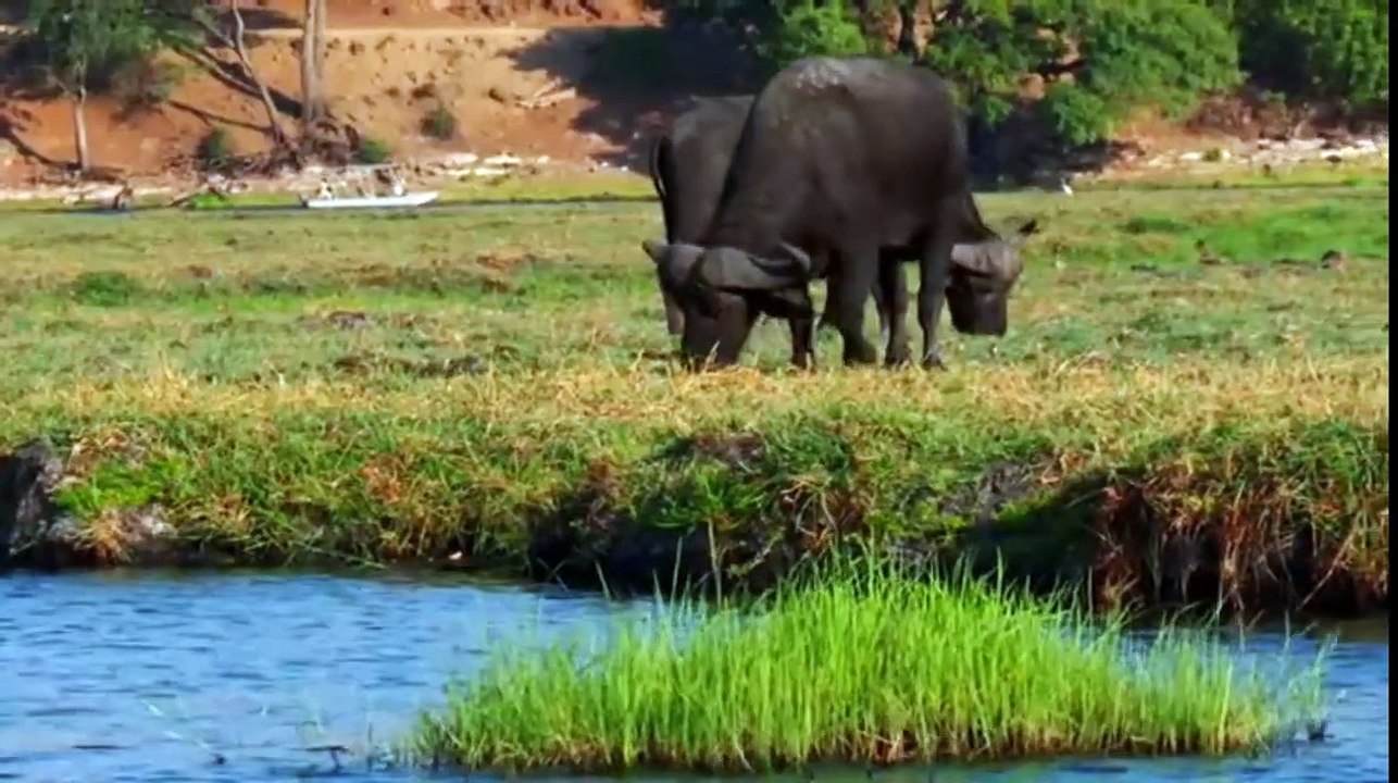 les animaux d'Afrique documentaire