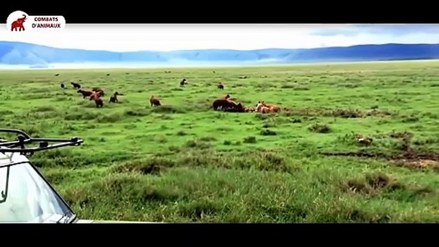 Pourquoi le Lion est le roi Lion vs Croc, Léopard, Hyène, Ours, Éléphant Combats d’Animaux