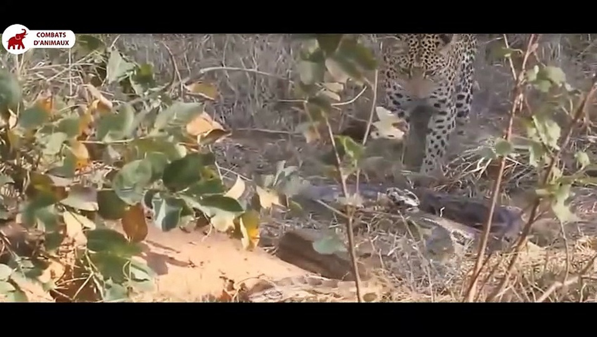 ⁣Tigre vs Python, Gros Chats vs Python   Combats d’Animaux